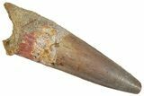 Fossil Spinosaurus Tooth - Unique Enamel Preservation #332699-1